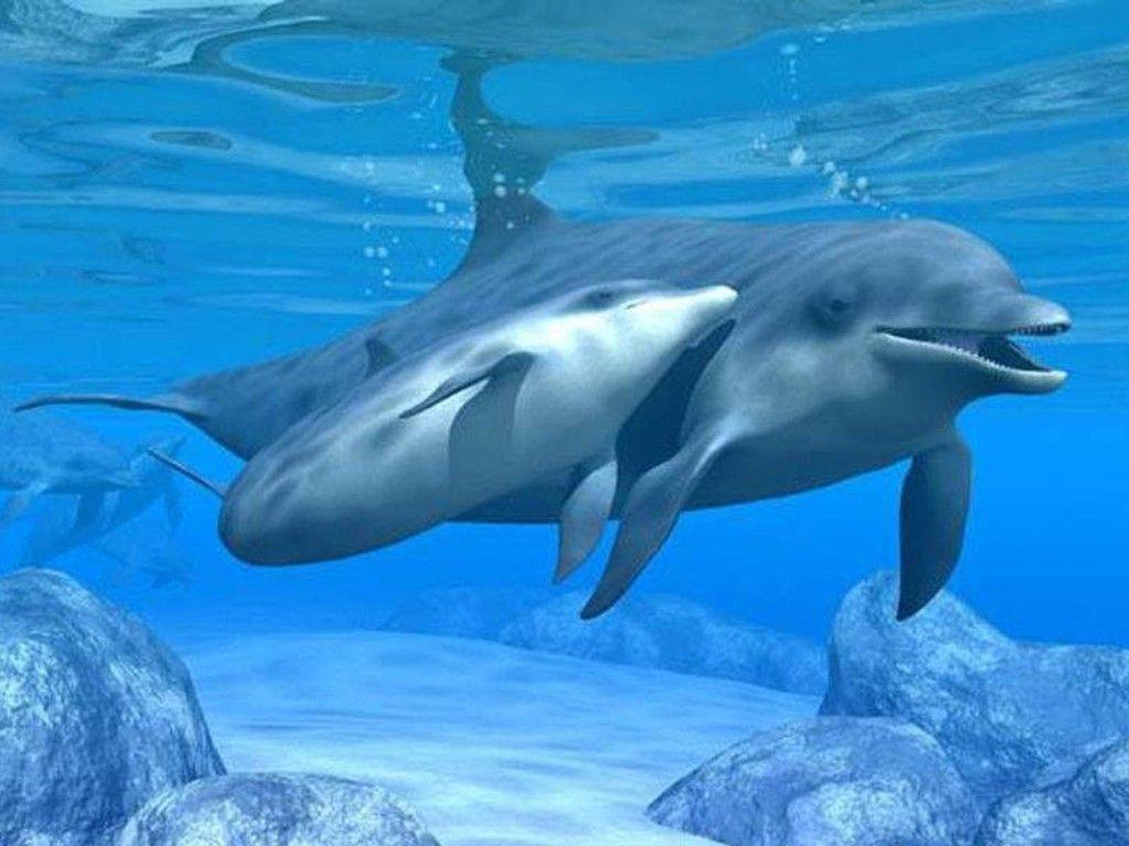 3d dolphin screensaver